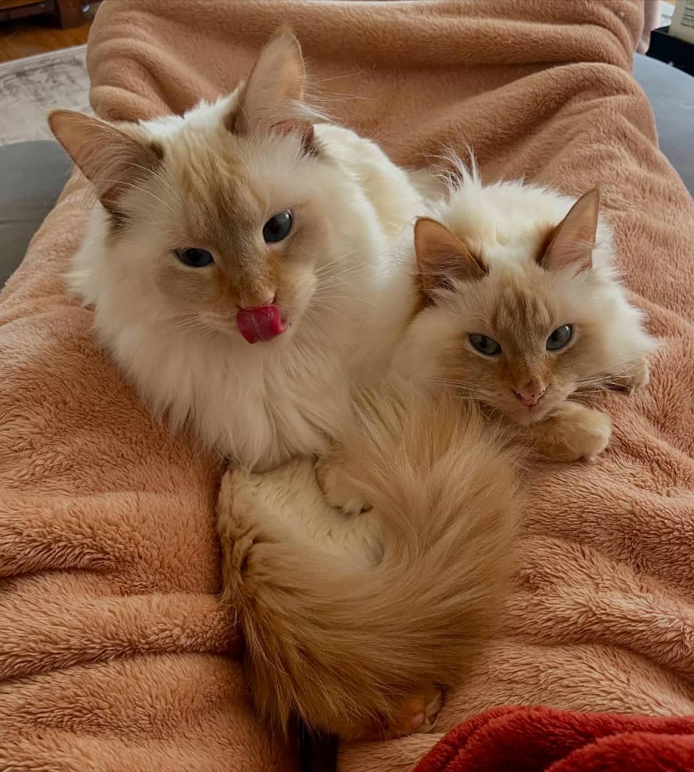 Velvet Afternoon Nap