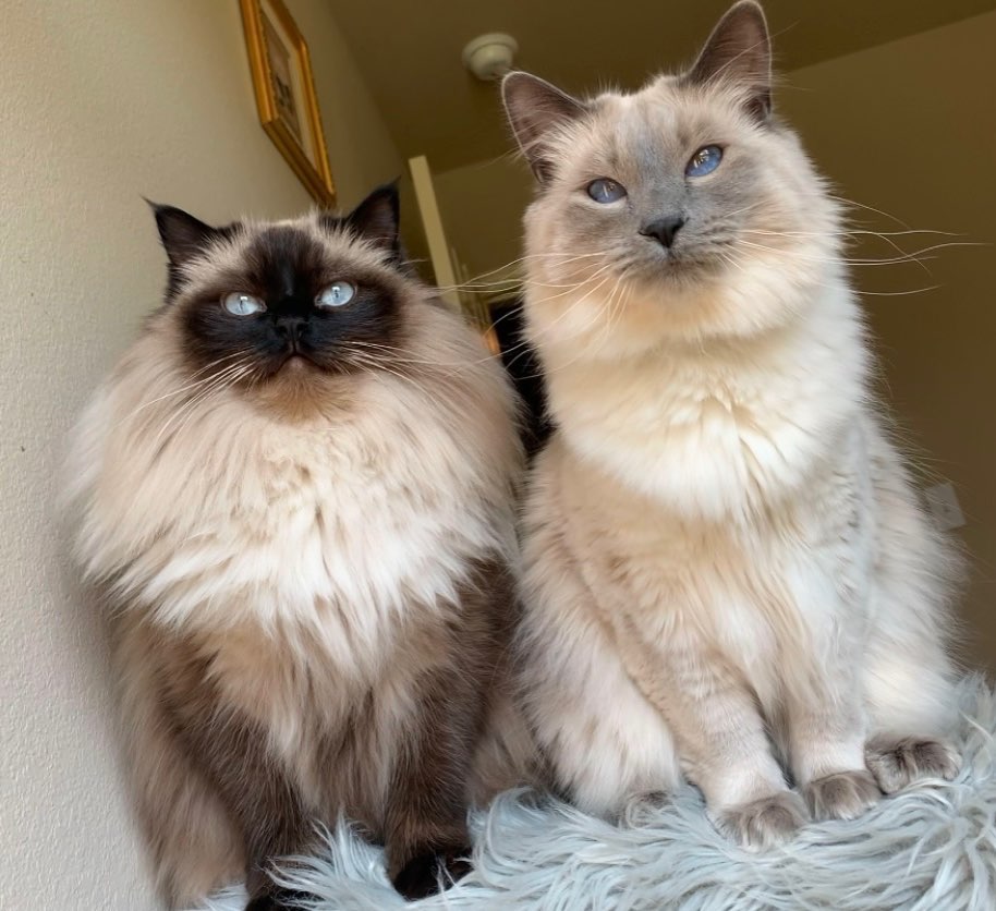 Beautiful Balinese Cat